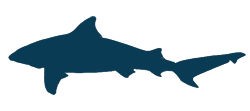 Bull Shark