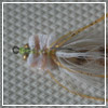 Vernon's Killer Kwan (Sand) Fly