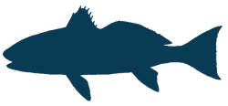 Redfish