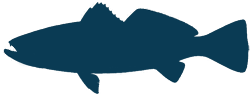 Spotted Sea Trout