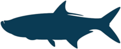 Tarpon