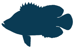 Triple-Tail